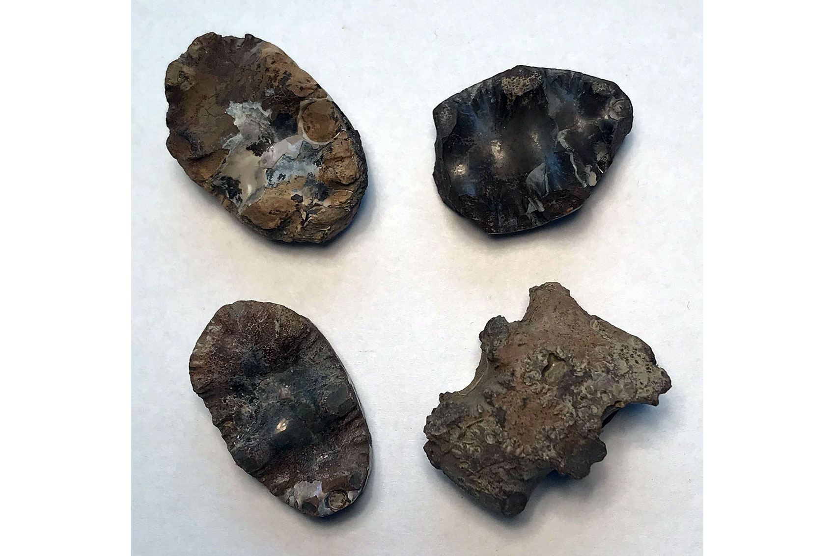 Fragments of ammonite fossils