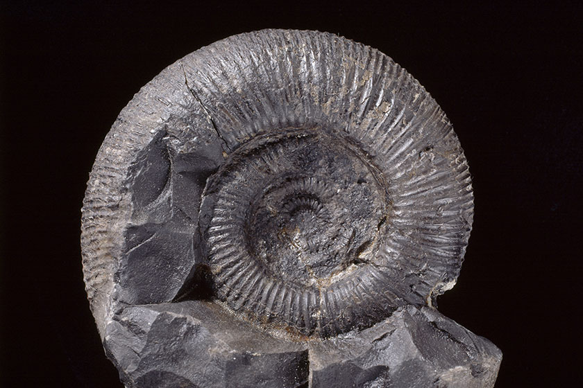 A dark-coloured, tightly ribbed, coiled ammonite fossil