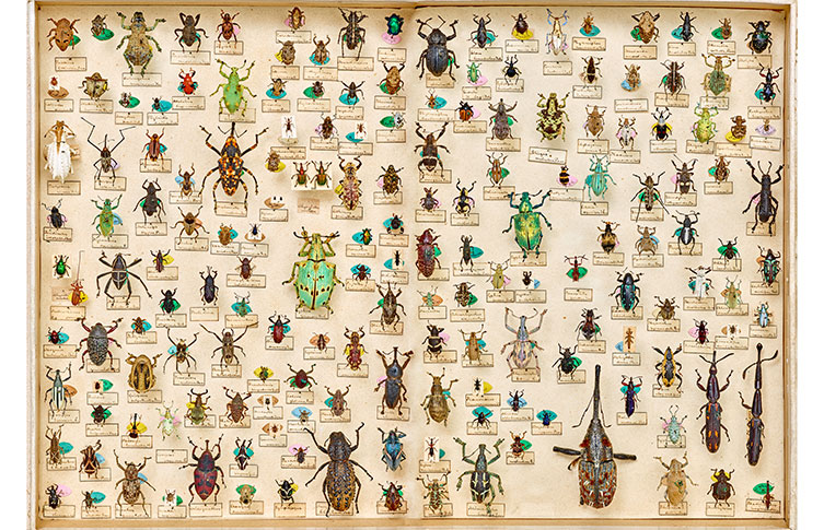 A collection of pinned weevil specimens. They are a variety of shapes and colours. 