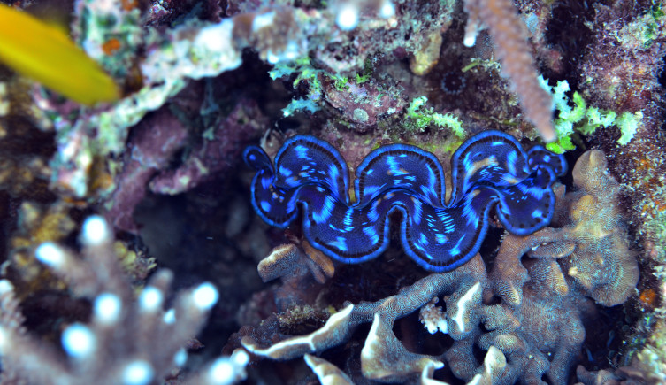 The giant clam Tridacna crocea among coral