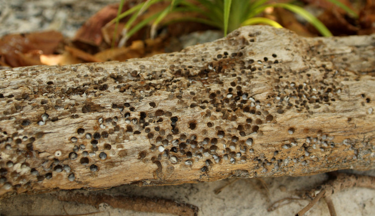 A log covered in holes caused by shipworm on sand