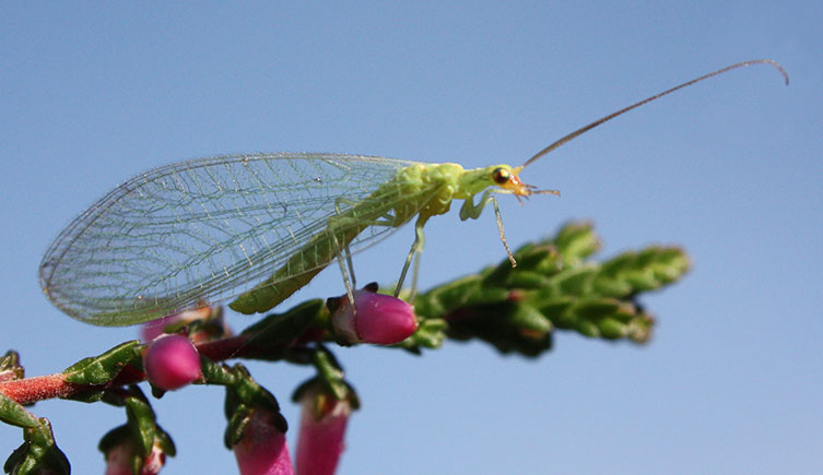 Common green lacewing