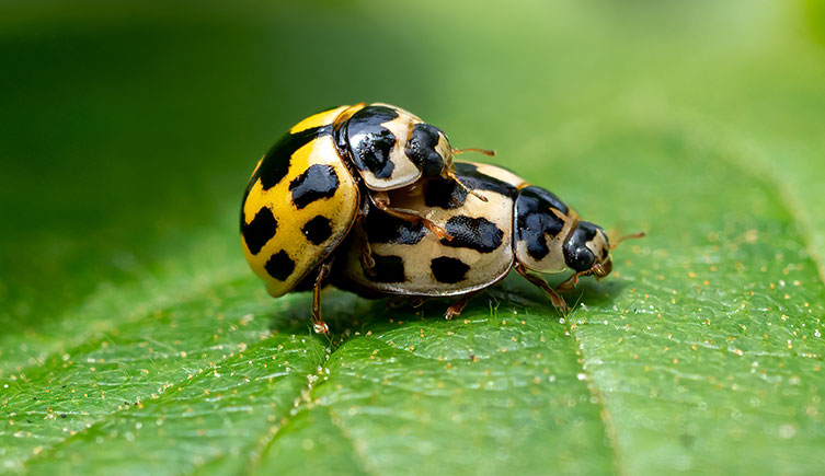 Two 14-spot ladybirds mating, one is yellow with black splotches and the other is a paler cream colour with black splotches