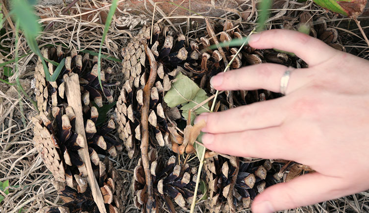 Pine cones, twigs and leaves forming the base layer of the ladybird lodge