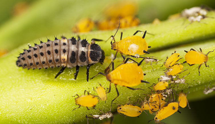 Ladybird larva on a plant stem with yellow aphids