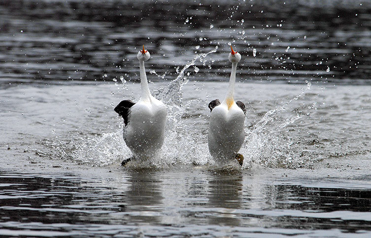 A pair of Clark's grebes performing a courtship dance