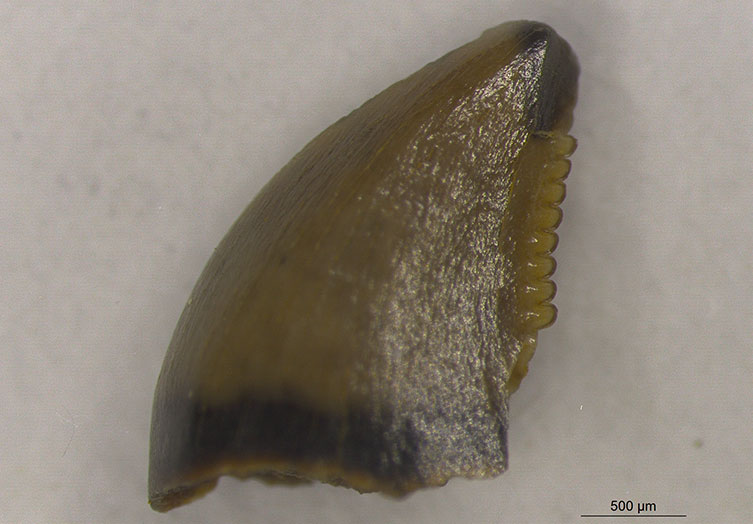 Isolated dinosaur tooth with a 500 micron scalebar representing about a quarter of the tooth's length