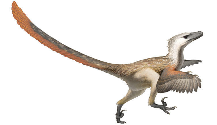 Reconstruction of Velociraptor