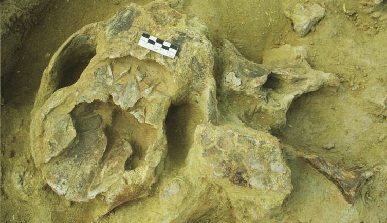 The broken skull of one of the glyptodonts