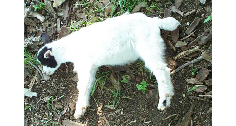 A Tennassee fainting goat lying on its side having fainted