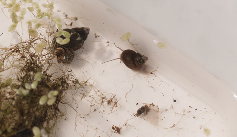 A snail in tray of water