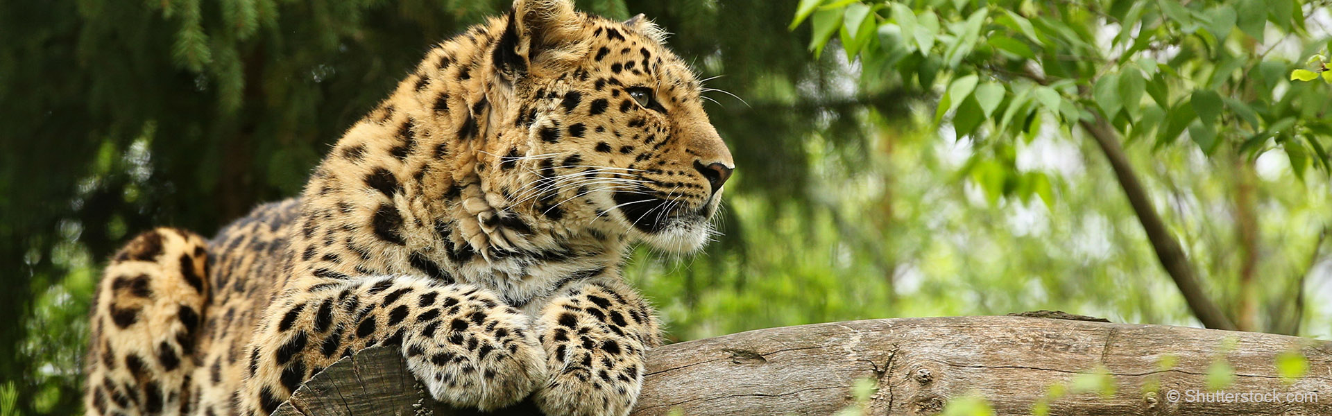 An amur leopard on a branch