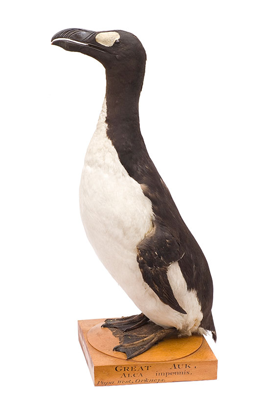 Great auk taxidermy specimen