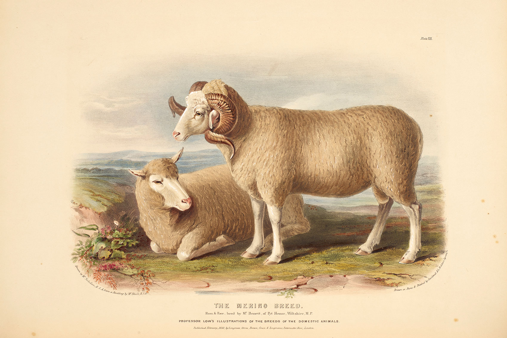 Merino sheep illustration