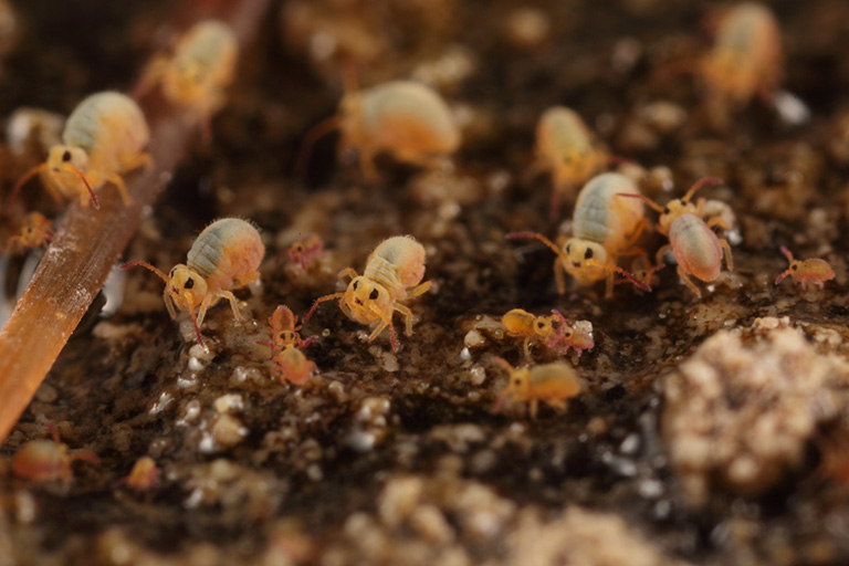 Springtails