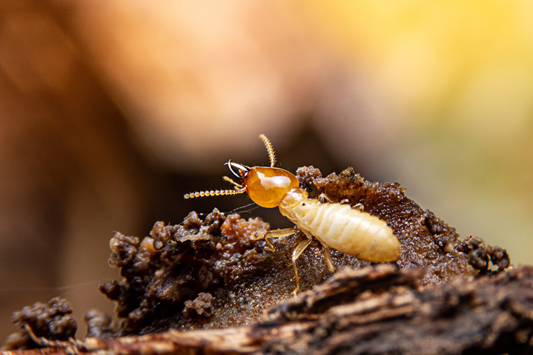 termites