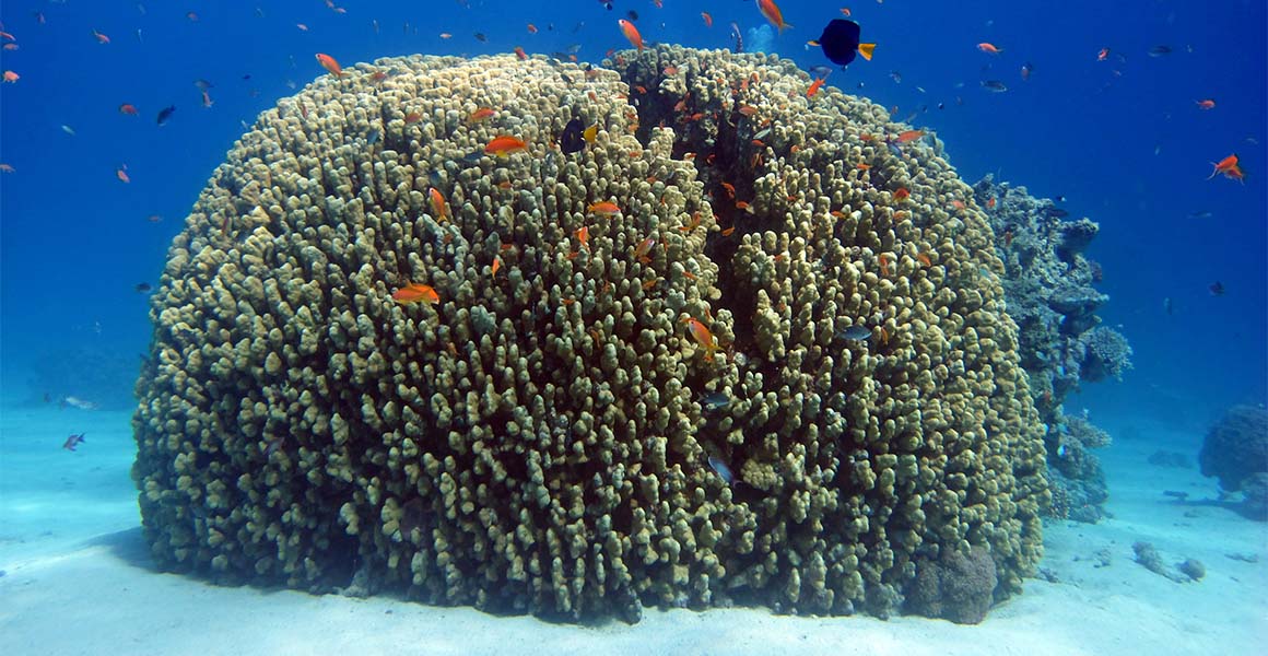 A large piece of living coral photographed underwater
