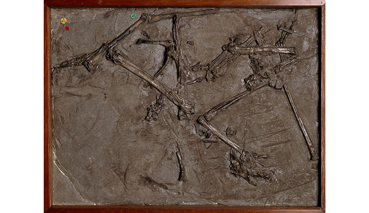 A fossil specimen of a pterosaur embedded in rock