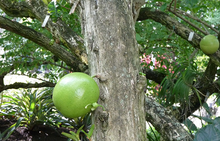 A tree bearing large, green calabash fruit.