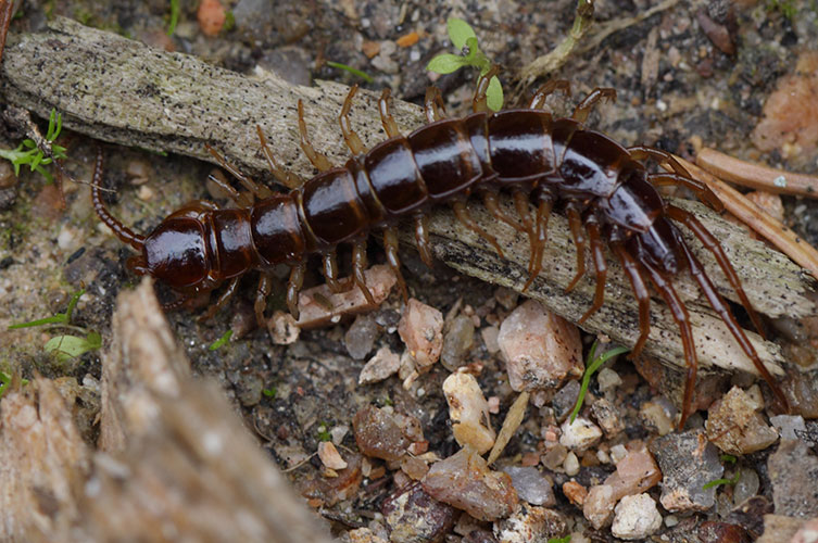 A long, dark brown centipede with long, lighter brown legs, crawling along the ground. 