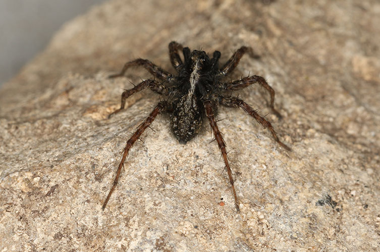 A dark-bodied spider with a light stripe running down the centre of its back. The ends of its legs are medium brown and covered in short hairs. 