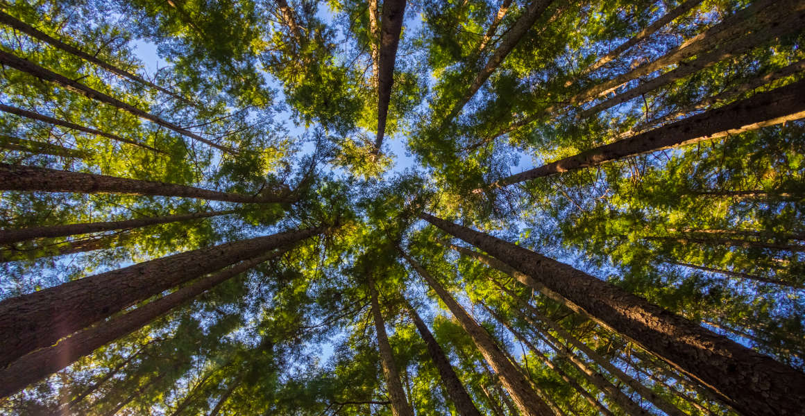 Blue sky seen between the leaves and bark  of Sitka Spruce