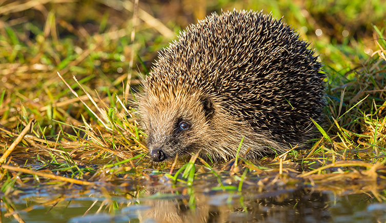 A hedgehog about to drink from a pond