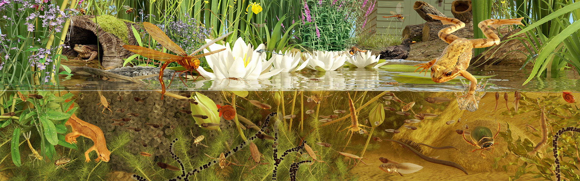 Illustration of a pond featuring lots of plants and animals typical of this habitat