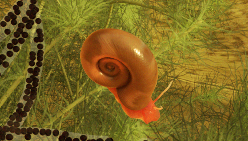 Illustration of a ramshorn snail in a pond