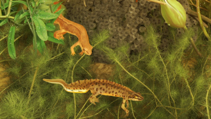 Illustration of male and female smooth newts