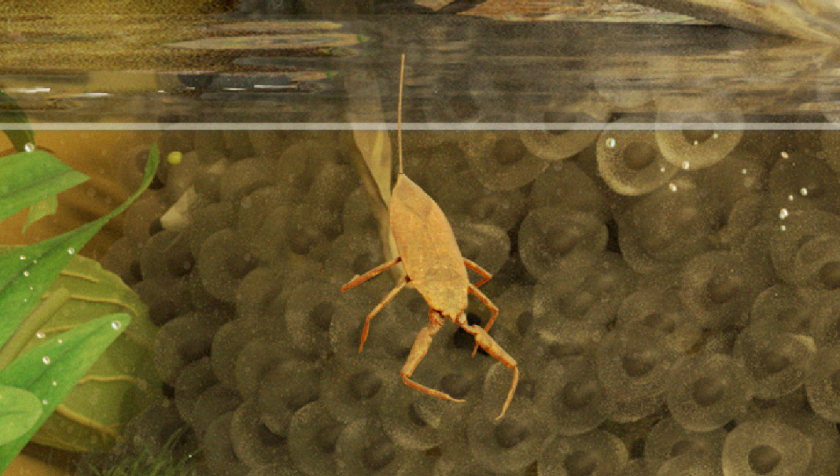 Illustration of a water scorpion