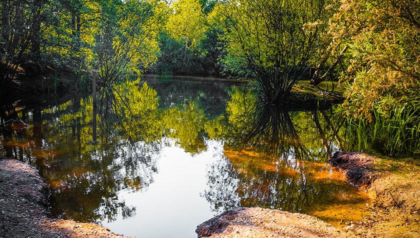 A pond surrounded by trees