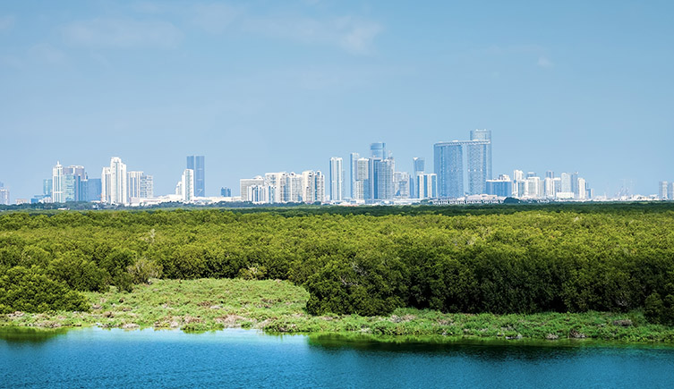 A mangrove forest in the foreground with the skyline of a large city in the background. 