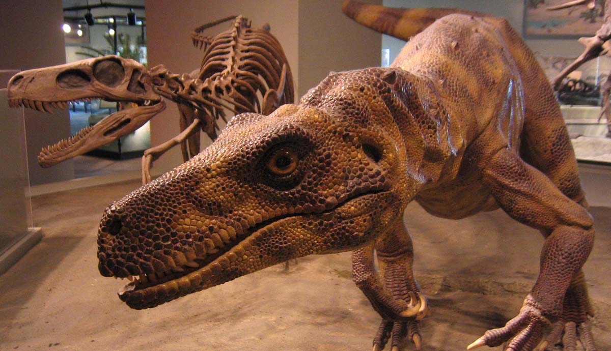 A museum display showing a model of Herrerasaurus standing near a reconstructed skeleton.