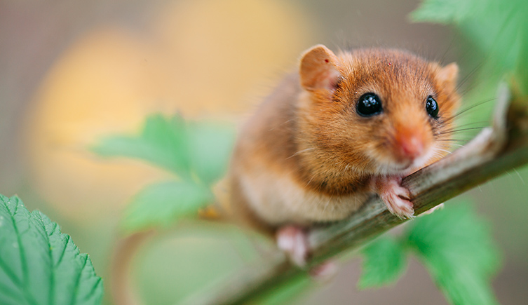 A hazel dormouse clinging to a branch. 