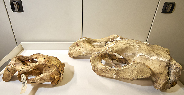 The sea cows skull in comparison with a dugong skull