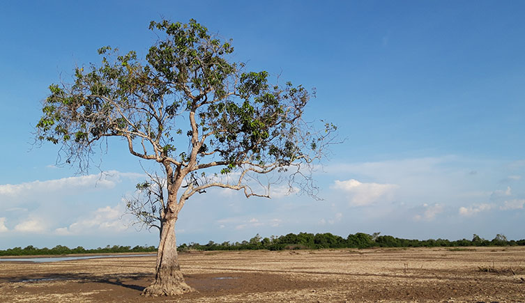 A lone tree on a dusty savannah