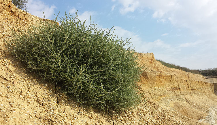 A mature Russian thistle plant