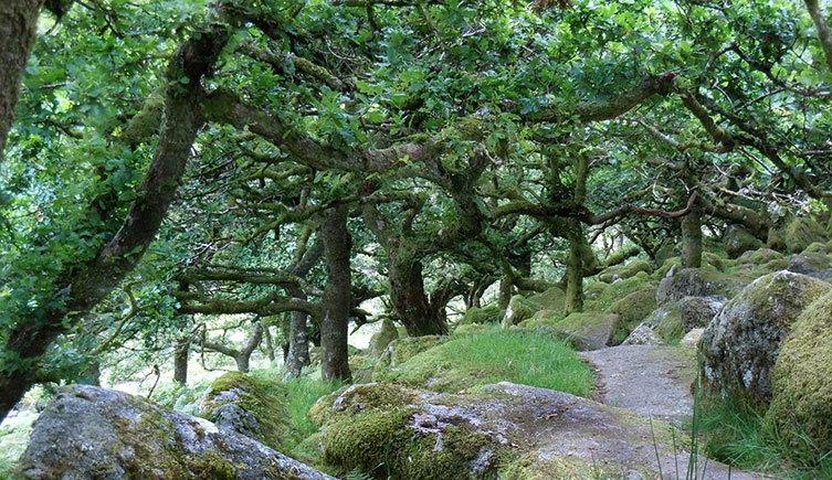 Gnarly old trees at Wistman's Wood on Dartmoor