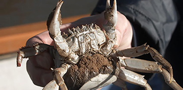 A crab being help