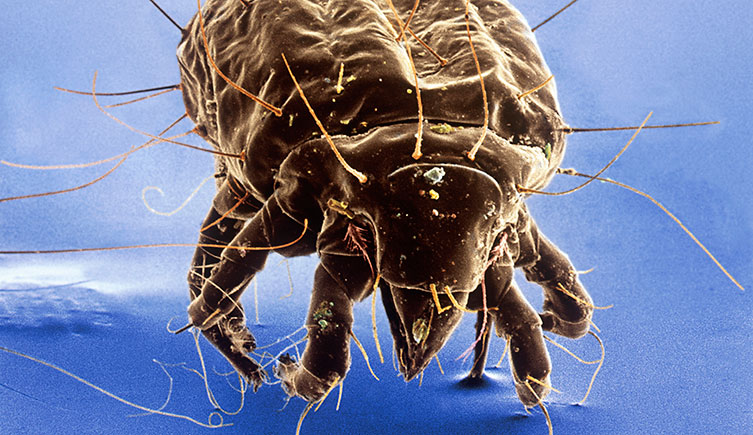An cheese mite under magnification
