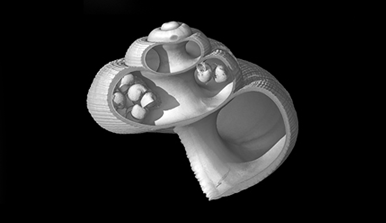 Gastropod internal