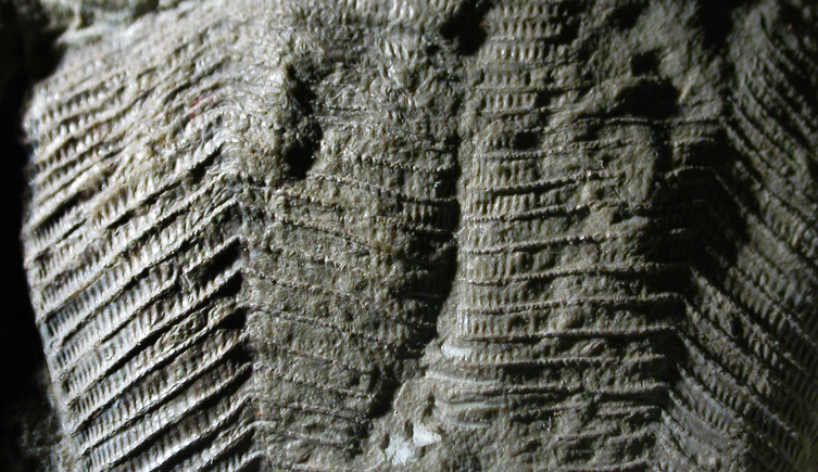 conulariid