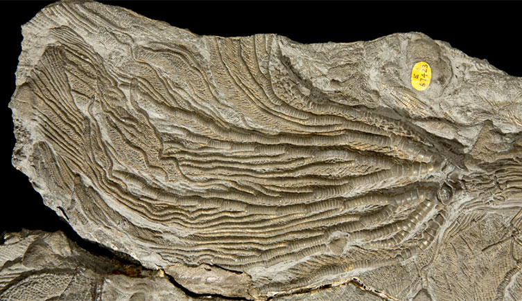 Crinoid