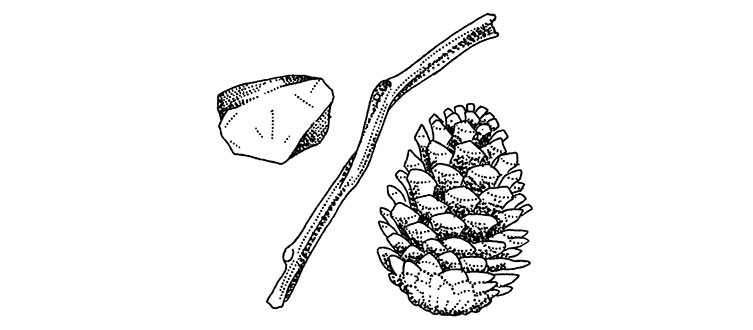 Illustration of a rock, a twig and a pine cone